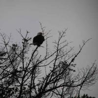 bald eagle