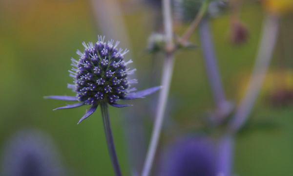 Wordless Wednesday – VanDusen Botanical Garden